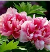 冷月寒星 冷月寒星