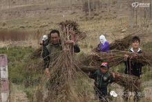 恢復濕地、治理荒漠化