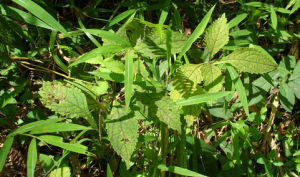 寬葉香茶菜 寬葉香茶菜