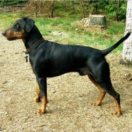 德國賓沙犬 德國賓沙犬