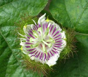 毛西番蓮 毛西番蓮