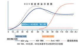 C肝抗原 C肝抗原