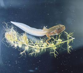 水底生物 水底生物