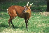 印度紅麂 印度紅麂