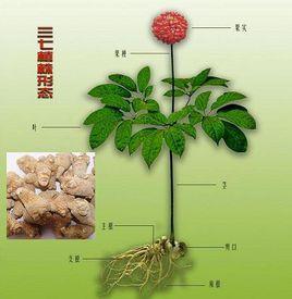 三七總皂苷Rg1 三七總皂苷Rg1