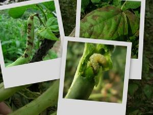 扁豆立枯病 扁豆立枯病