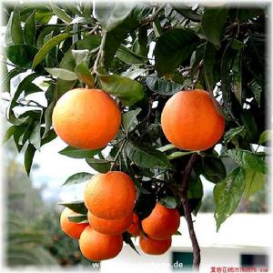 酸橙