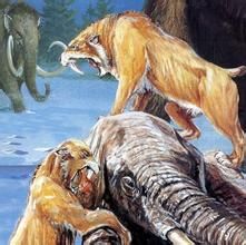 浮渡劍齒虎 浮渡劍齒虎