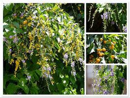 假連翹[管狀花目馬鞭草科植物]