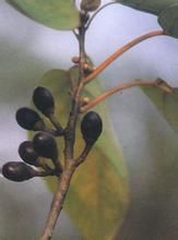 潤楠葉木姜子 潤楠葉木姜子