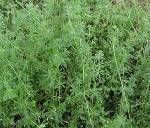 高山豬殃殃 高山豬殃殃