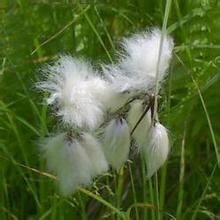 日羊鬍子草 日羊鬍子草