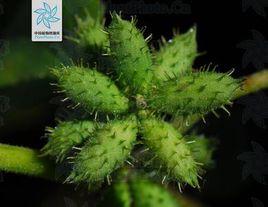 小花假蒼耳 小花假蒼耳