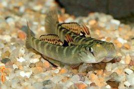 日本禿頭蛛 日本禿頭蛛