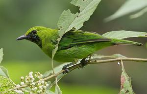 小綠葉鵯 小綠葉鵯