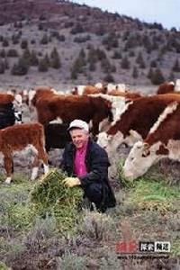 肯·奧爾森 肯·奧爾森