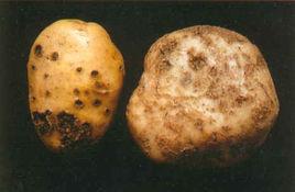 土豆之鄉 土豆之鄉