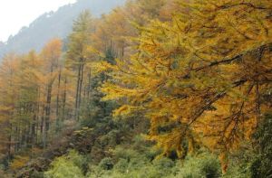 箬溪嶺古道 箬溪嶺古道