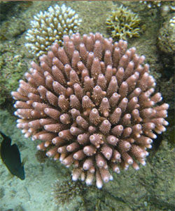 硬珊瑚