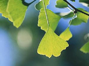 海陽銀杏 海陽銀杏