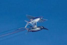 飛魚[三沙海域的飛魚]