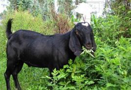 麻城黑山羊 麻城黑山羊