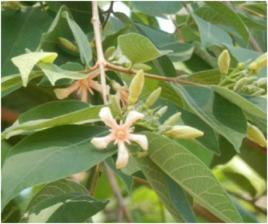 倒吊蠟燭 倒吊蠟燭