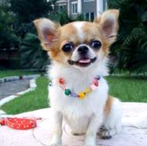 奇瓦瓦犬 奇瓦瓦犬