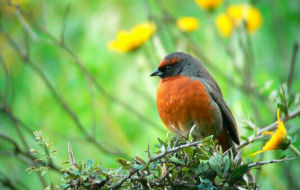 栗胸歌鵐 栗胸歌鵐
