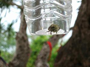 寄居旅行 寄居旅行