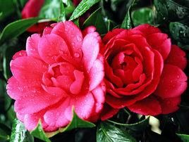 山茶花[郭沫若作文章]