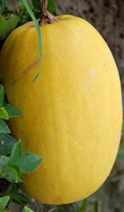 崇明金瓜 崇明金瓜