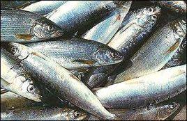 奧木爾魚 奧木爾魚