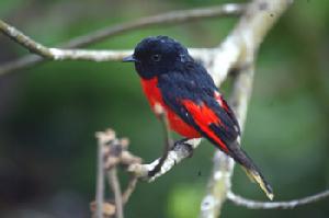 （圖）短嘴山椒鳥