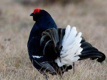 黑琴雞（雄）