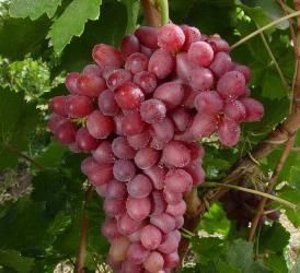 克瑞森無核葡萄 克瑞森無核葡萄