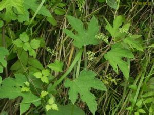 異葉蛇葡萄 異葉蛇葡萄