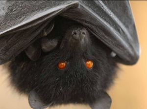 葛摩狐蝠 葛摩狐蝠