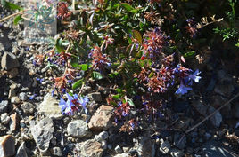 刺鱗藍雪花 刺鱗藍雪花