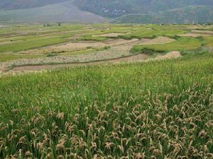 紅角村-種植水稻