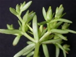 禾葉景天 禾葉景天