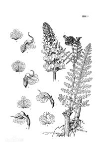 勞氏馬先蒿 勞氏馬先蒿