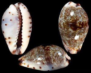 日本小眼寶螺 日本小眼寶螺