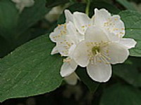 東北山梅花 東北山梅花