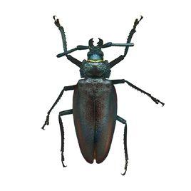 泰坦甲蟲 泰坦甲蟲