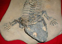 玄武蛙化石