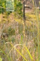 曲序香茅 曲序香茅