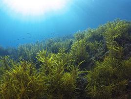海藻[植物物種]