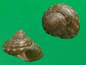 朱氏鐘螺 朱氏鐘螺