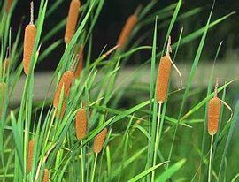 貓尾草[多種植物的別稱]